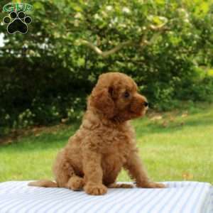 India, Mini Goldendoodle Puppy